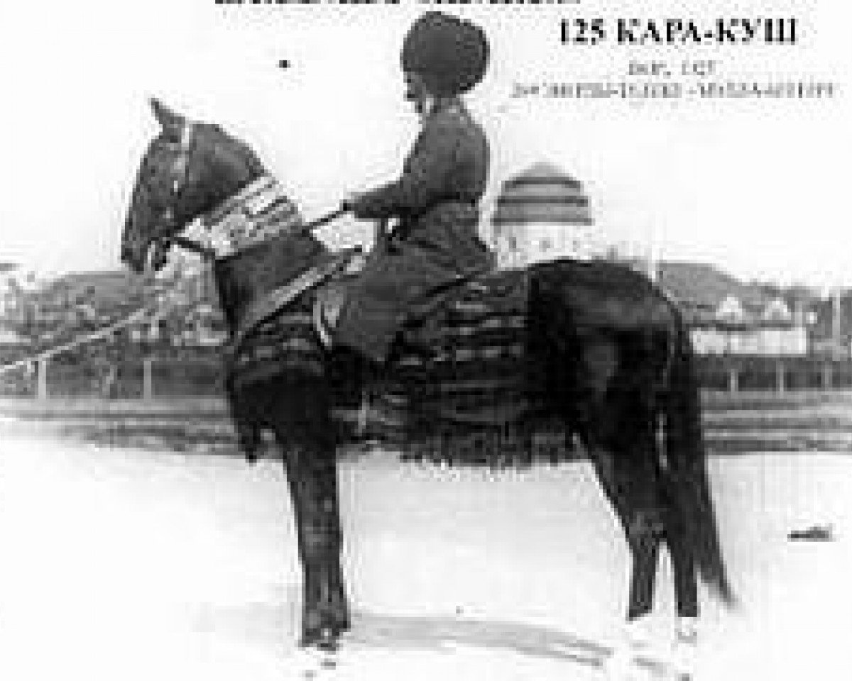 stallion Kara-Kush (Akhal-Teke, 1925, from Everdi Teleke)