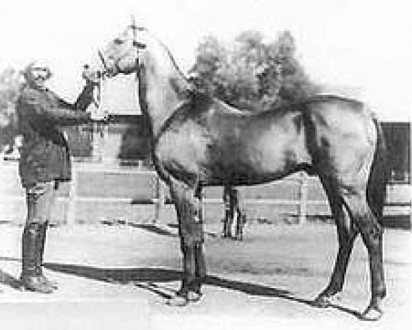 stallion Mele-Kush (Akhal-Teke, 1909, from Boinou)