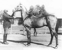 stallion Mele-Kush (Akhal-Teke, 1909, from Boinou)