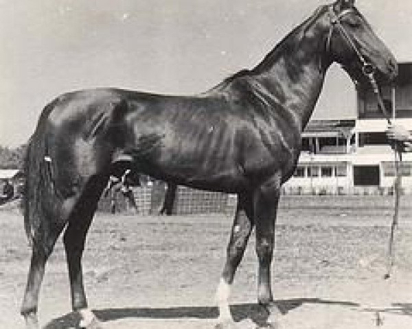 stallion Akbar (Akhal-Teke, 1957, from Alam)