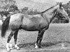 stallion Kejmir (Akhal-Teke,  , from Kir-Sakar)