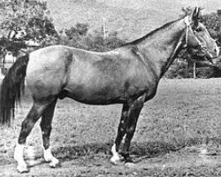 stallion Kejmir (Akhal-Teke,  , from Kir-Sakar)