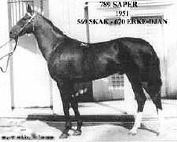 stallion Saper (Akhal-Teke, 1951, from Skak)