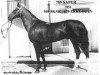 stallion Saper (Akhal-Teke, 1951, from Skak)