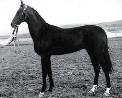 stallion Farhat (Akhal-Teke, 1960, from Taimas)