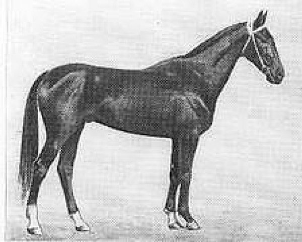 stallion Ahal (Akhal-Teke, 1971, from Almaz)