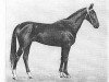 stallion Ahal (Akhal-Teke, 1971, from Almaz)