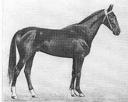 stallion Ahal (Akhal-Teke, 1971, from Almaz)