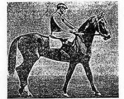 stallion Guneshli (Akhal-Teke, 1965, from Gelishikli)