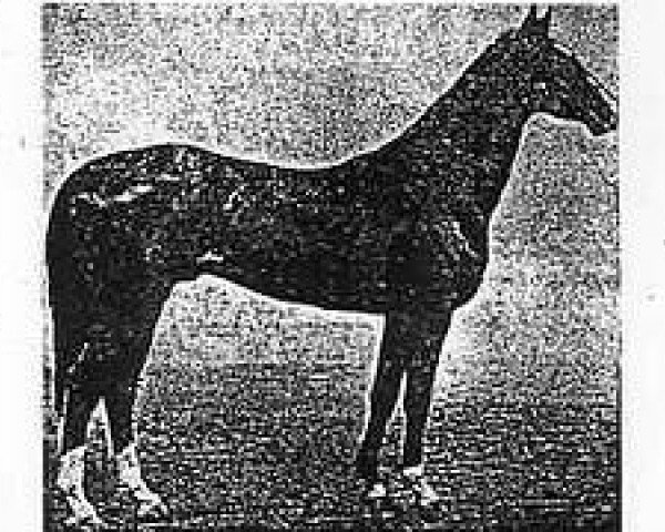 stallion Gurgen (Akhal-Teke, 1969, from Kaplan)