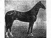 stallion Gurgen (Akhal-Teke, 1969, from Kaplan)