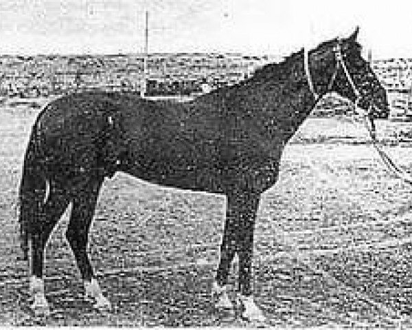 stallion Dorsekil (Akhal-Teke, 1969, from Kambar)