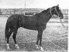 stallion Dorsekil (Akhal-Teke, 1969, from Kambar)