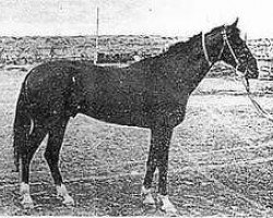 stallion Dorsekil (Akhal-Teke, 1969, from Kambar)