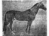 stallion Kemer (Akhal-Teke, 1969, from Peren)