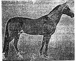 stallion Kemer (Akhal-Teke, 1969, from Peren)