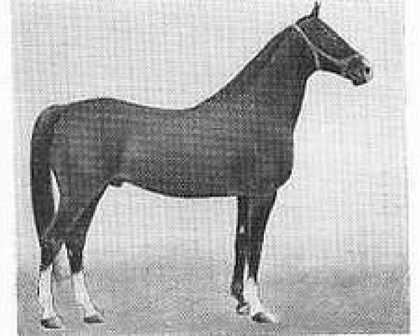 stallion Keppan (Akhal-Teke, 1965, from Kirdscha)