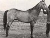 stallion Meleke (Akhal-Teke, 1967, from Algir)