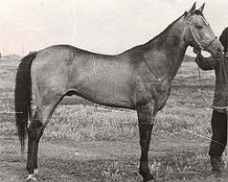 stallion Meleke (Akhal-Teke, 1967, from Algir)