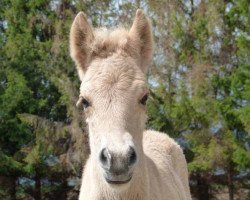 horse Linett A&G (Fjord Horse, 2013, from Skagen)