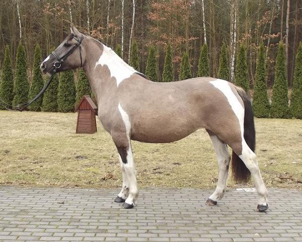 Pferd Kalina (Polnisches Warmblut, 2011)