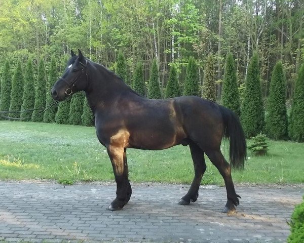 Pferd Vito (Polnisches Warmblut, 2009)