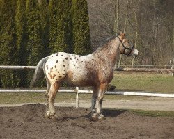 horse Bonzo (Polish Warmblood, 2012)