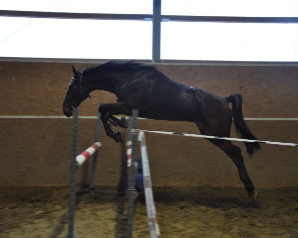 horse Elando Hanover (DE) (German trotters, 2006, from Ditka Hanover (US))