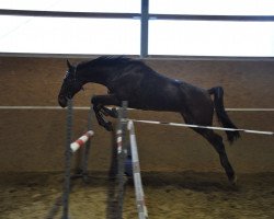 Pferd Elando Hanover (DE) (Deutscher Traber, 2006, von Ditka Hanover (US))