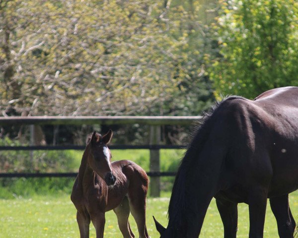 broodmare Turtelmelodie (Oldenburg, 2015, from Daily Deal)