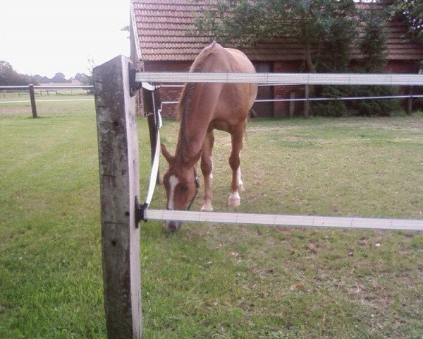 Pferd Granitas (Oldenburger, 1998, von Granulit)