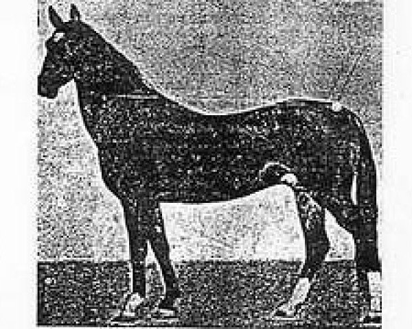 stallion Ovlaksakar (Akhal-Teke, 1959, from Saper)