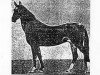 stallion Ovlaksakar (Akhal-Teke, 1959, from Saper)