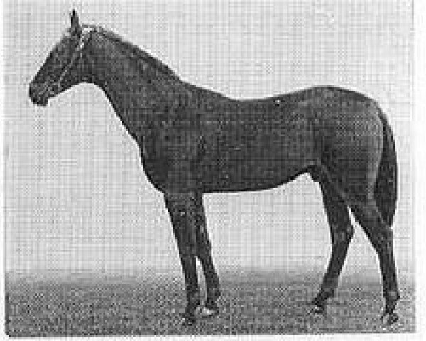 stallion Polet (Akhal-Teke, 1964, from Gelishikli)