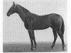 stallion Polet (Akhal-Teke, 1964, from Gelishikli)