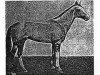 stallion Posman (Akhal-Teke,  , from Fakirpelvan)