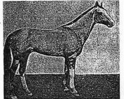 stallion Posman (Akhal-Teke,  , from Fakirpelvan)