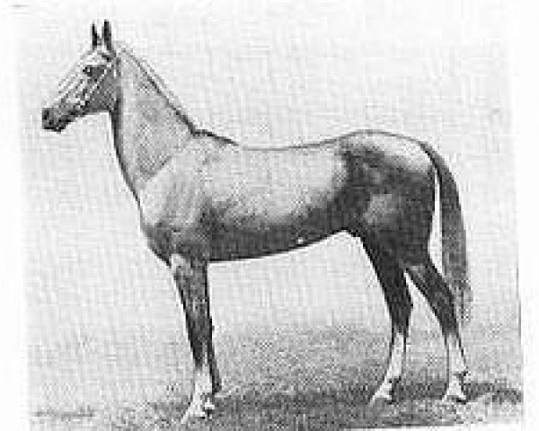 stallion Alvan (Akhal-Teke, 1975, from Azamat)