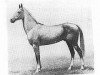 stallion Alvan (Akhal-Teke, 1975, from Azamat)