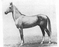 stallion Alvan (Akhal-Teke, 1975, from Azamat)