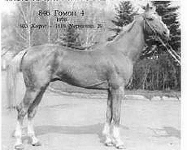 stallion Gomon 4 (Akhal-Teke, 1976, from Horog)