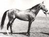 stallion Pursat (Akhal-Teke, 1965, from Peren)