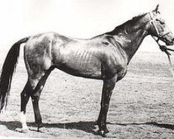 stallion Pursat (Akhal-Teke, 1965, from Peren)