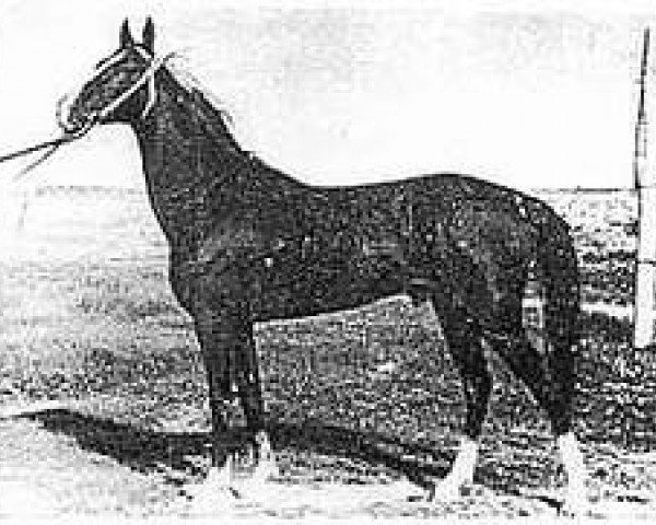 stallion Shahi (Akhal-Teke, 1973, from Bahar)