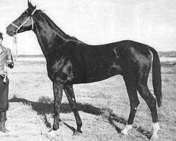stallion Garazat (Akhal-Teke, 1976, from Kaplan)