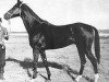 stallion Garazat (Akhal-Teke, 1976, from Kaplan)