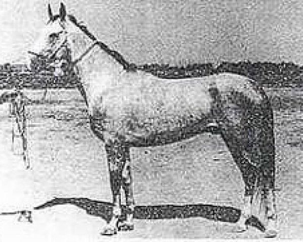 stallion Goklen (Akhal-Teke, 1979, from Derbi 2)