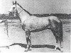 stallion Goklen (Akhal-Teke, 1979, from Derbi 2)