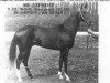 stallion Derbent (Akhal-Teke, 1976, from Ametist)