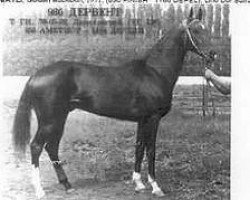 stallion Derbent (Akhal-Teke, 1976, from Ametist)